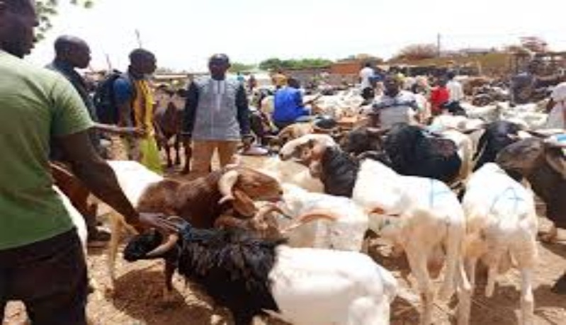 Thiès : entre prix élevés et qualité contestée, le marché du mouton peine à séduire les clients Thiès : entre prix élevés et qualité contestée, le marché du mouton peine à séduire les clients