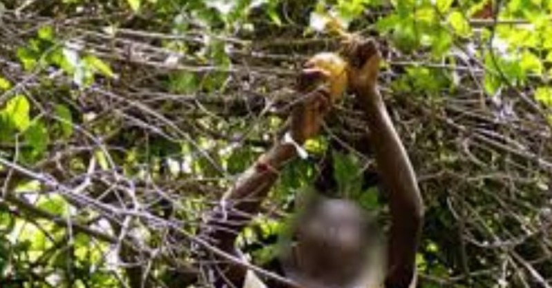 Drame à Kotobo : un peintre de 35 ans trouve la mort lors d’une récolte de madd Drame à Kotobo : un peintre de 35 ans trouve la mort lors d’une récolte de madd