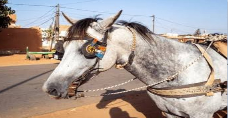 Vol de cheval à Thiès : il parle d'une voix qui contrôle ses actes Vol de cheval à Thiès : il parle d'une voix qui contrôle ses actes