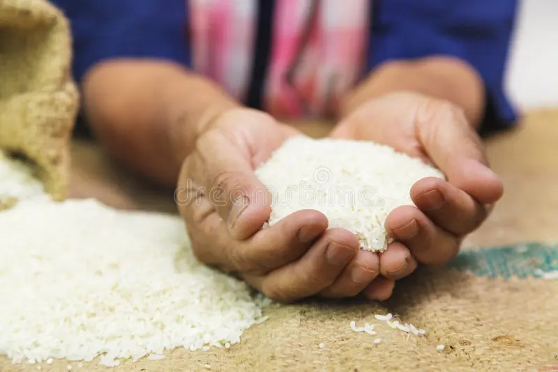 Aflatoxine dans le riz : l’ITA précise que les analyses concernent du riz importé