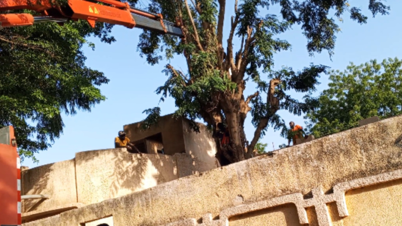 Thiès : les sapeurs-pompiers sauvent in extremis un homme de 60 ans coincé au sommet d’un arbre de 12 mètres