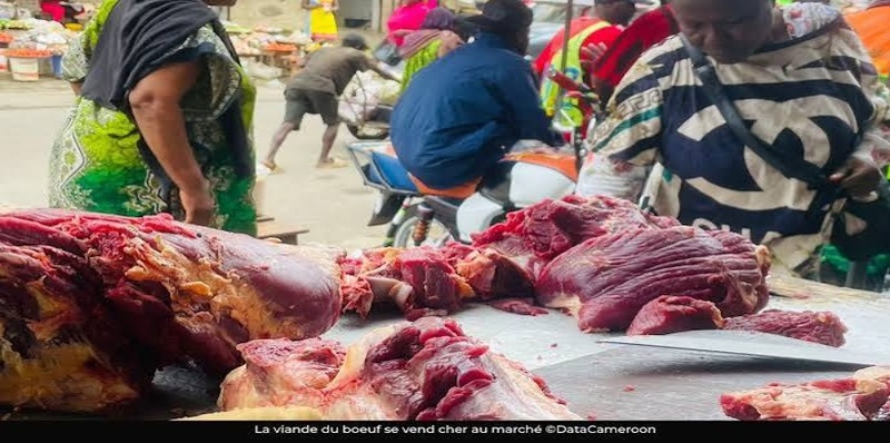 De 3 500 à 5 500 FCFA : le prix du bœuf explose en pleine période de soudure De 3 500 à 5 500 FCFA : le prix du bœuf explose en pleine période de soudure