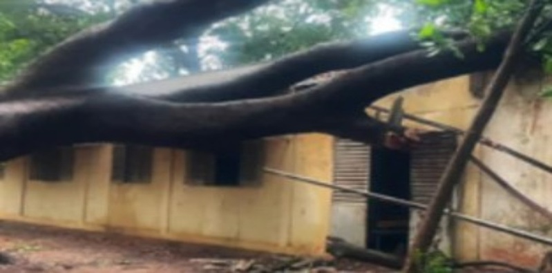 CEM Malick Sy : un arbre s’effondre en plein examen du CREM CEM Malick Sy : un arbre s’effondre en plein examen du CREM