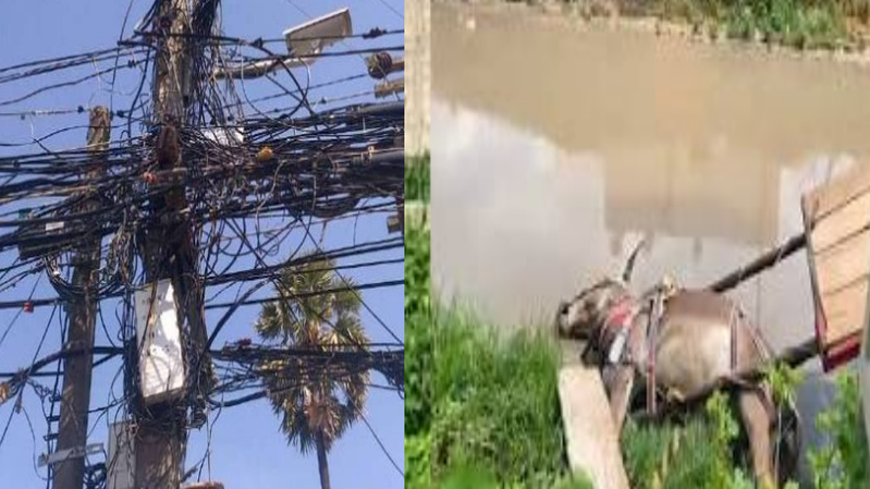 Mbadakhoune : l’électricité tue un âne