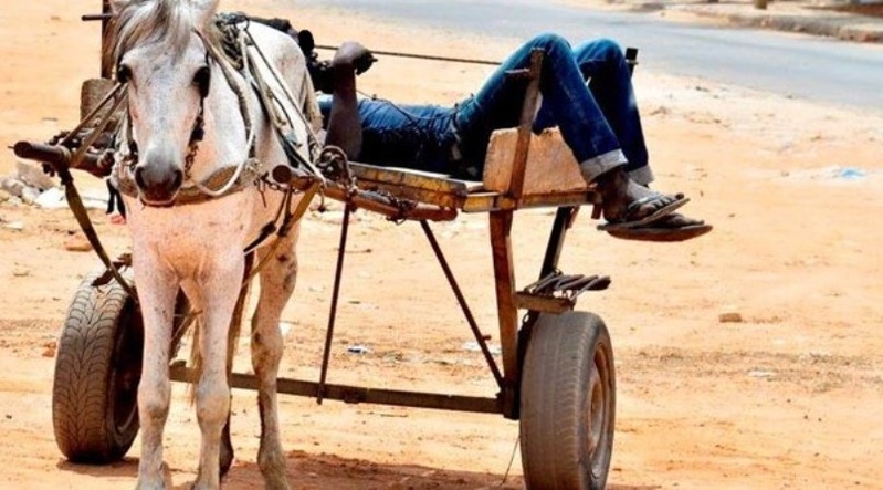 VOL D'UN CHEVAL ET D'UNE CHARRETTE : DEUX ANS FERME POUR LE PRINCIPAL PRÉVENU VOL D'UN CHEVAL ET D'UNE CHARRETTE : DEUX ANS FERME POUR LE PRINCIPAL PRÉVENU