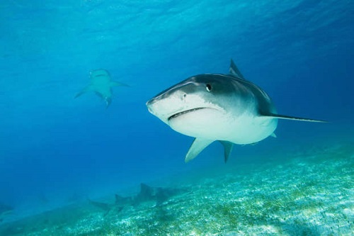 Le requin qui a dévoré vivant un jeune Russe va bientôt être exposé dans un musée égyptien