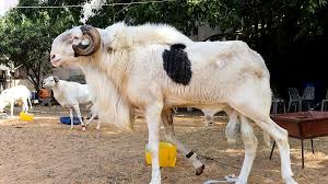 Eid El kabir ou Tabaski : Les conditions d'éligibilité d'un mouton de Tabaski