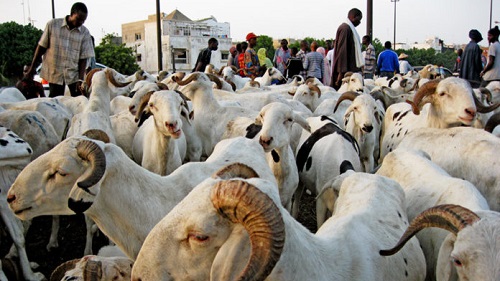TABASKI – Le nombre de moutons invendus culmine à plus de 35 000 têtes