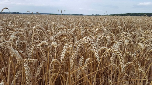 Les prix du blé chutent en raison d’une récolte exceptionnelle en Russie