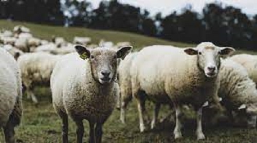 Ces moutons dévorent 300 kg de cannabis et se mettent à sauter "plus haut que les chèvres" Ces moutons dévorent 300 kg de cannabis et se mettent à sauter "plus haut que les chèvres"