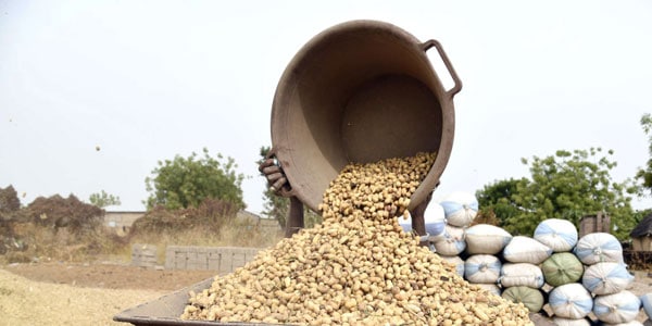 Thiès: Amadou Ba annonce du début de la campagne de commercialisation de l'arachide