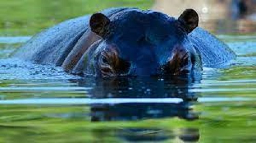 Un hippopotame se met en colère contre des photographes en safari et attaque leur voiture