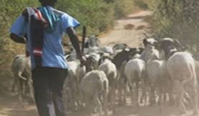 Département de Tivavone : un voleur de mouton tué lors d’un violent affrontement