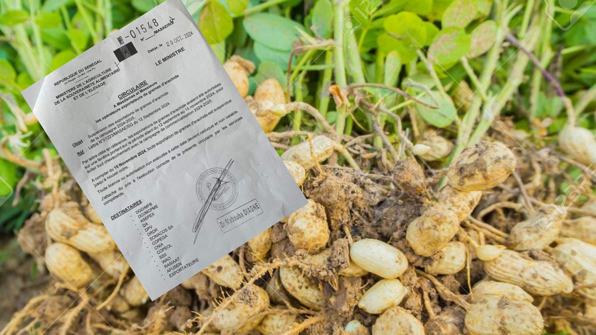 Suspension immédiate des exportations de graines d’arachide au Sénégal Suspension immédiate des exportations de graines d’arachide au Sénégal