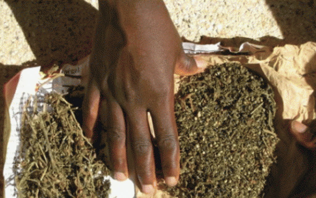 Saisie de 82,5 kg de drogue et arrestation de cinq individus à Dakar Saisie de 82,5 kg de drogue et arrestation de cinq individus à Dakar