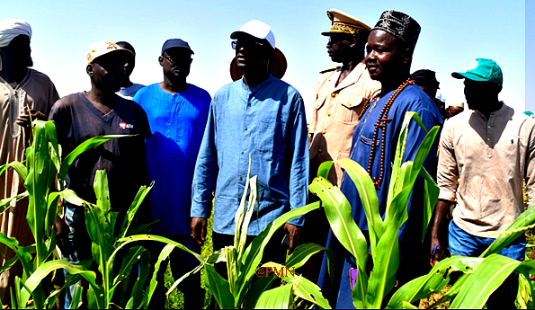 Saed : augmentation des surfaces agricoles à Matam et projets d’amélioration des infrastructures