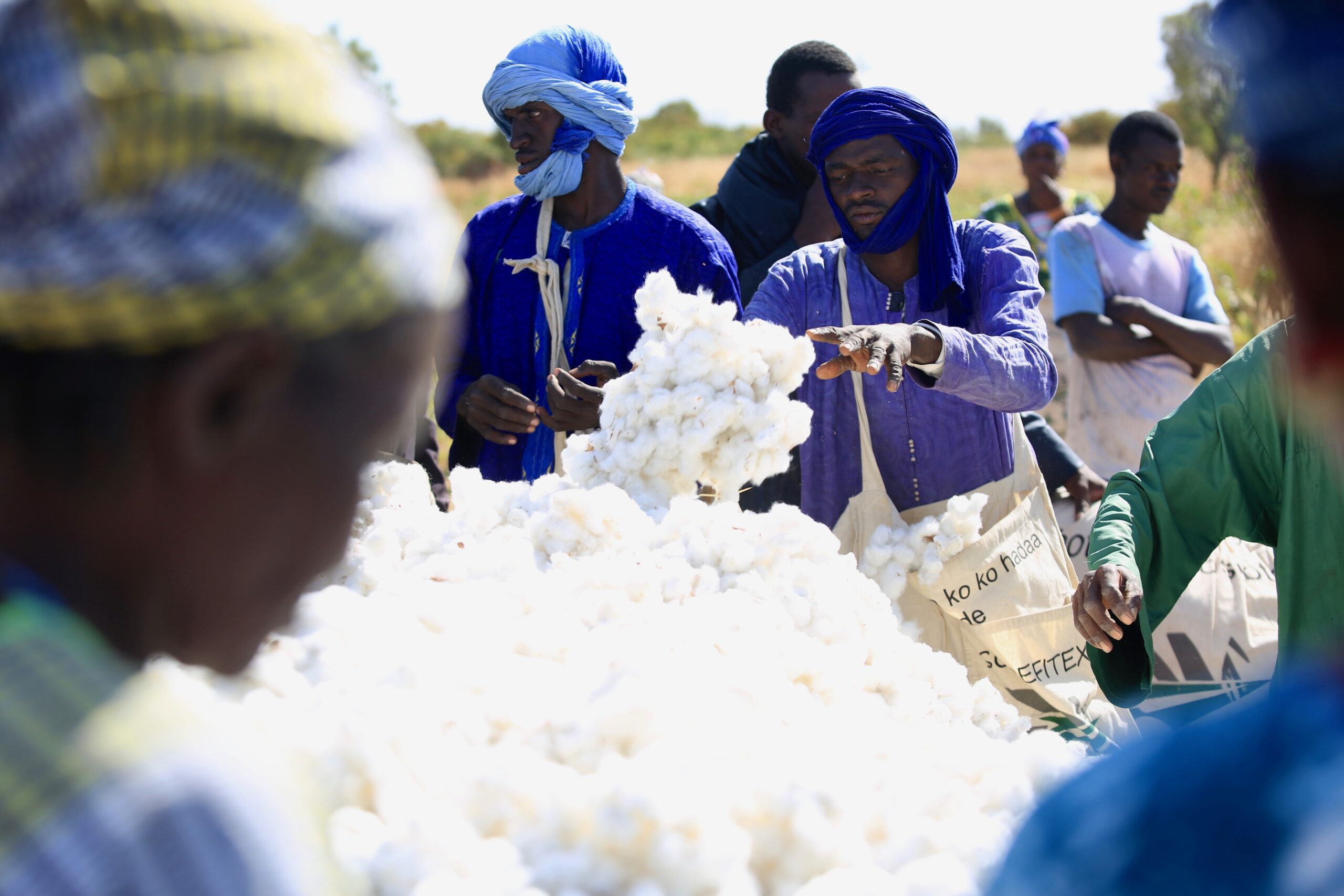 Relance de la filière coton : le Sénégal vise 25 000 tonnes en 2025 et 100 000 tonnes d'ici 2029