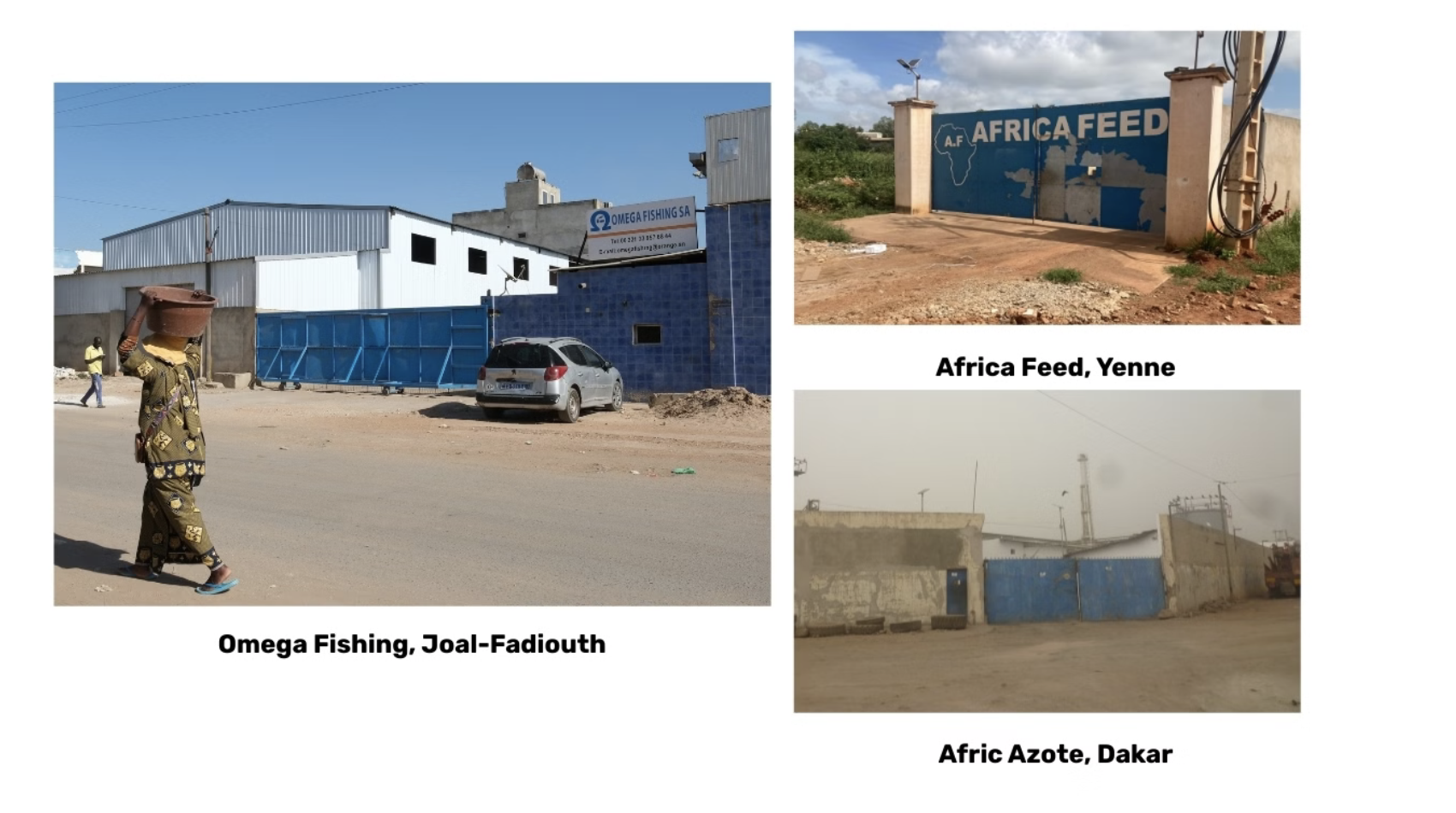 Sénégal : des poissons locaux transformés en farine pour nourrir les marchés européens