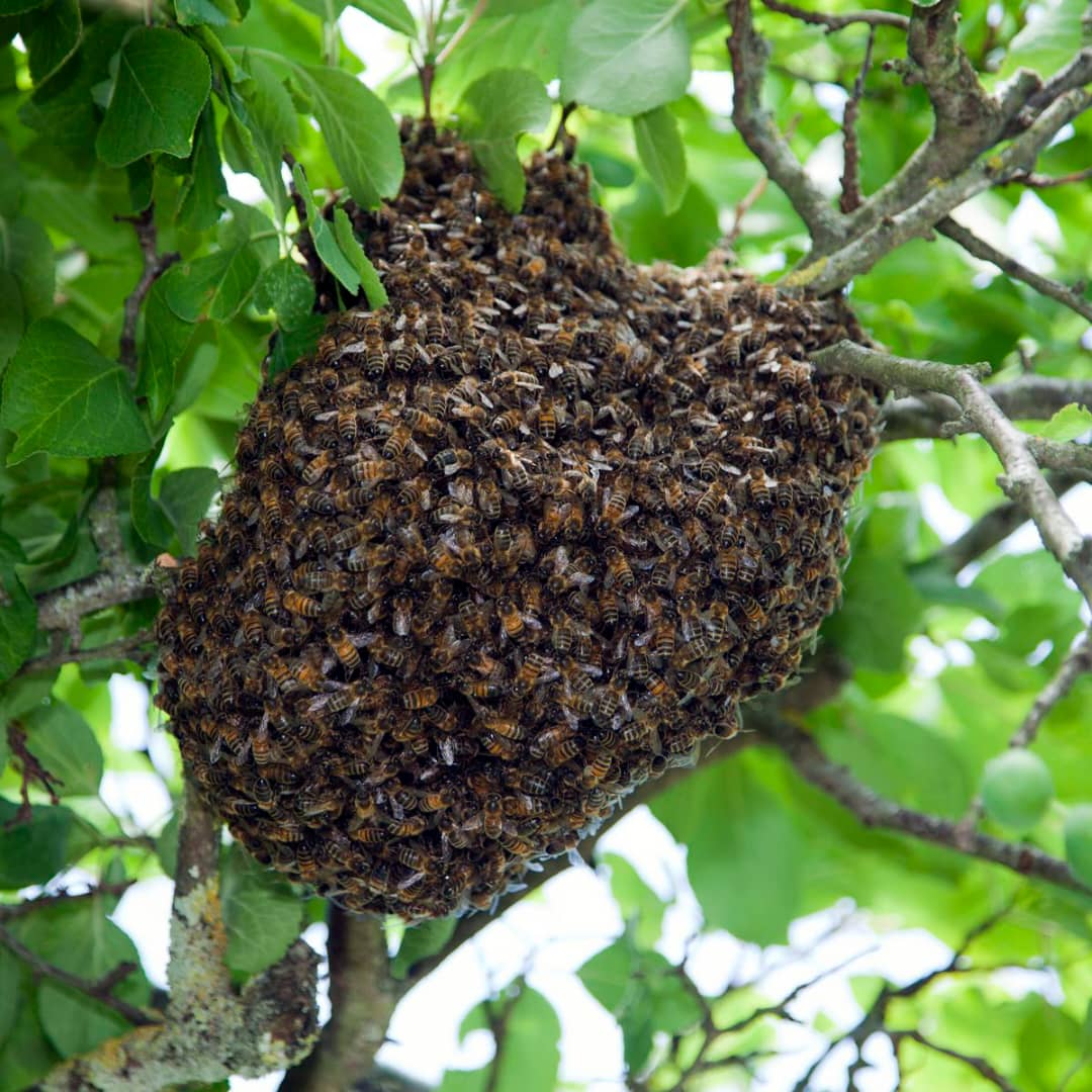 Ngéthe : Une attaque d’abeilles fait un mort et plusieurs blessés dans la région de Kaffrine