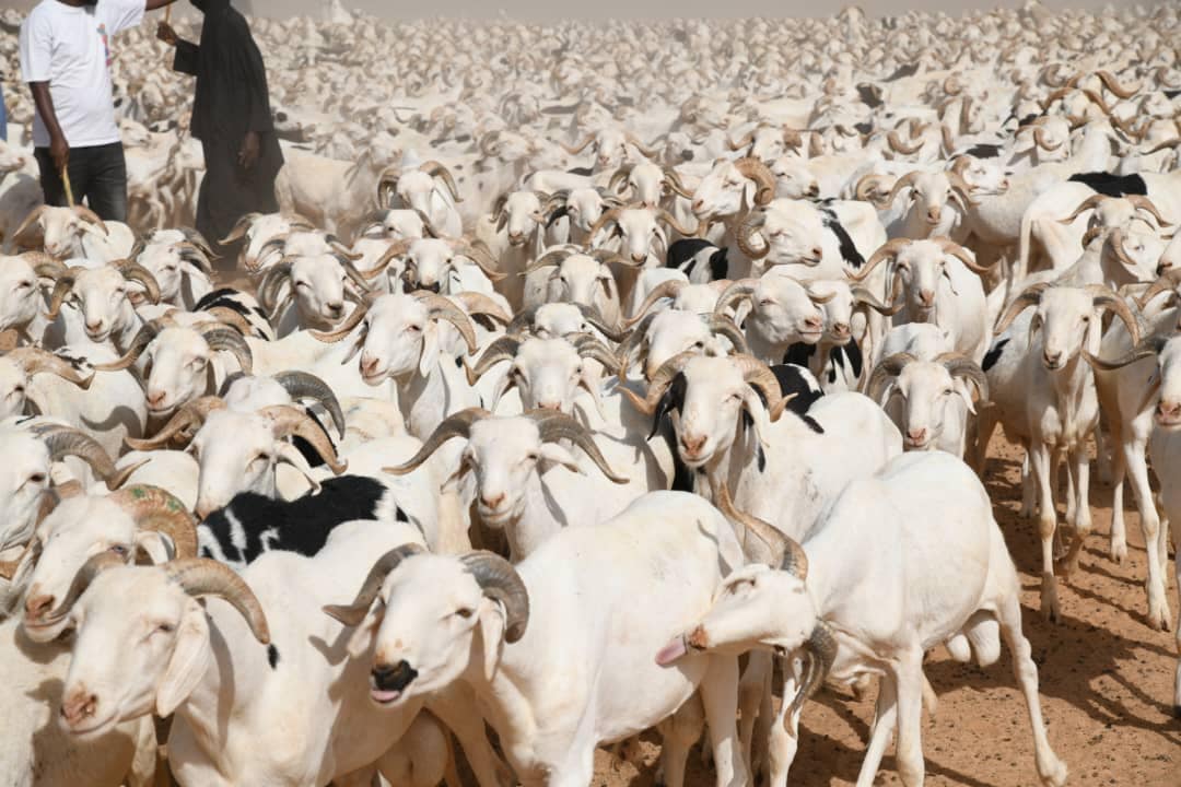 Thies: Plus de 25.000 moutons disponibles pour la Tabaski 2025, symbole d’une coopération régionale réussie