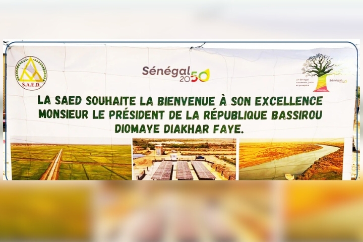 Bassirou Diomaye Faye lance la récolte de riz à Saré Walo Pendao