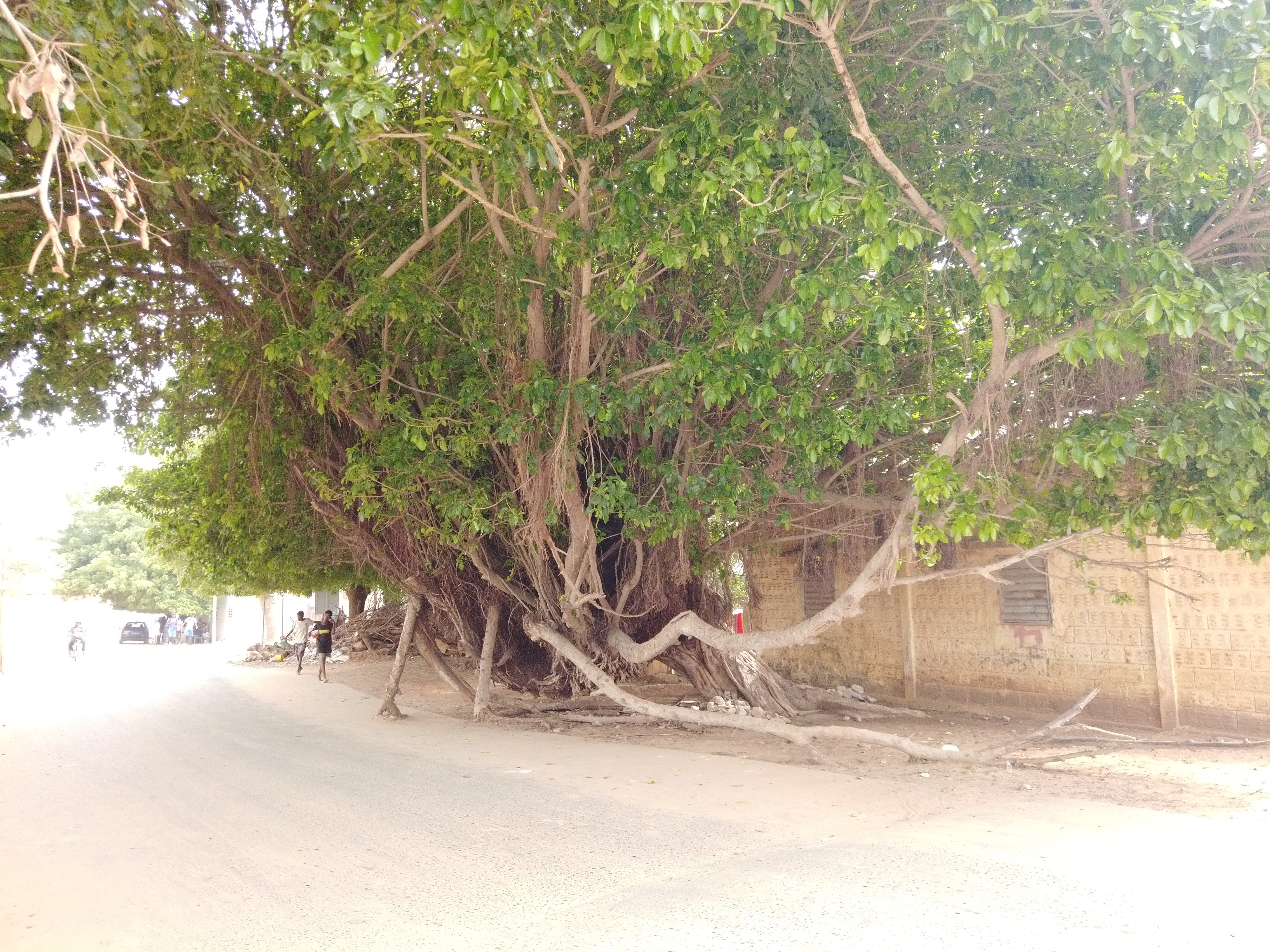 Randoulène Sud : le grand arbre de "dobali" qui menace la route… Mythe ou réalité ?