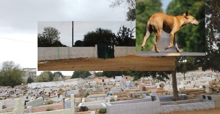 Grand Thiès : un chien sauvage sème la terreur au cimetière de Keur Madocky