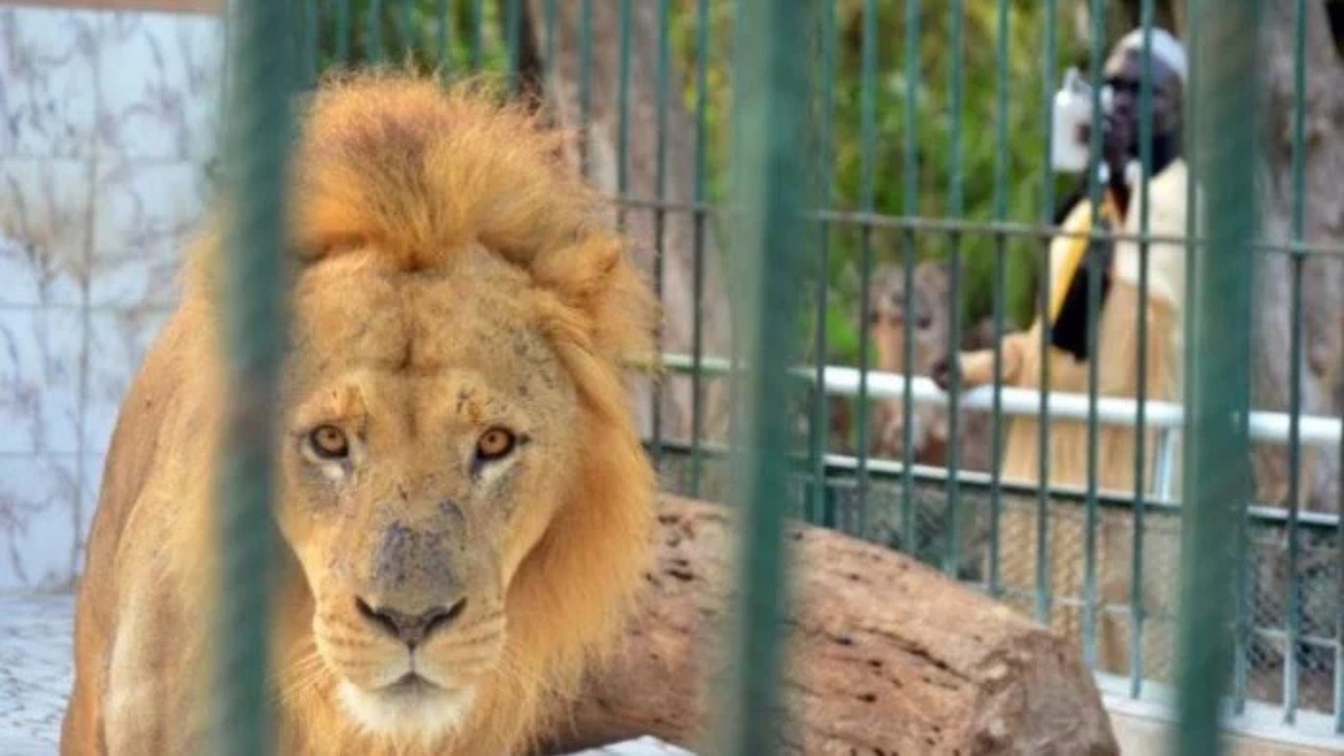 Guy Marius Sagna interpelle le gouvernement sur le sort des animaux du parc zoologique de Hann