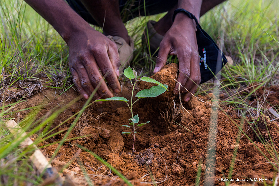 Campagne de reboisement 2024 : un taux de survie des plants estimé à 70 % au Sénégal