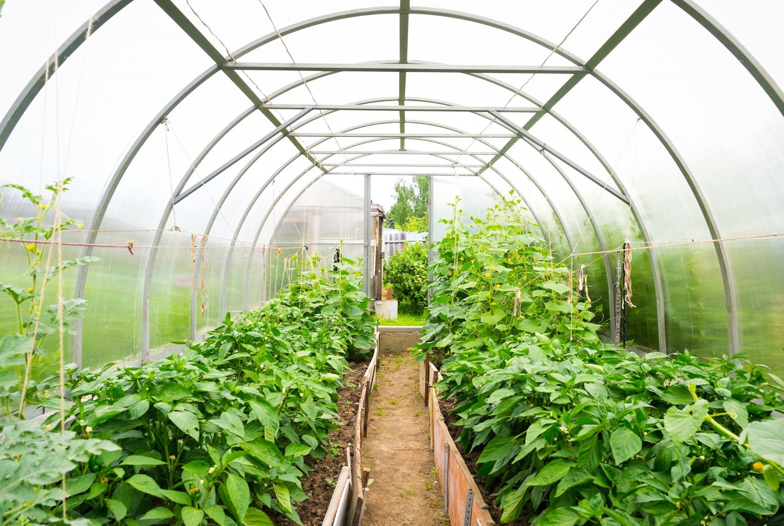 Horticulture : un plan de stockage de 300 000 tonnes annoncé au Sénégal