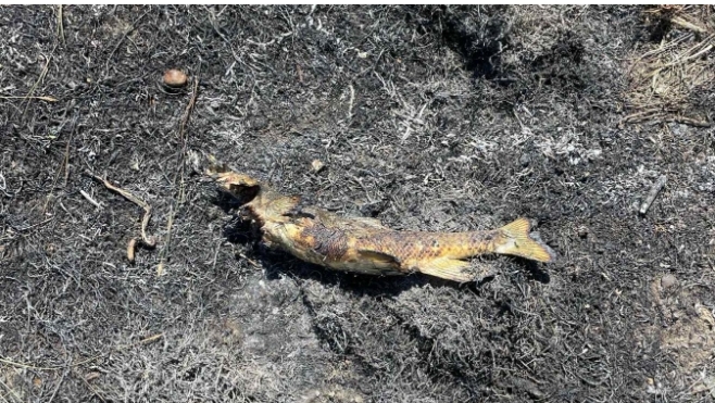comment un poisson tombé du ciel a déclenché un incendie puis une panne de courant au Canada