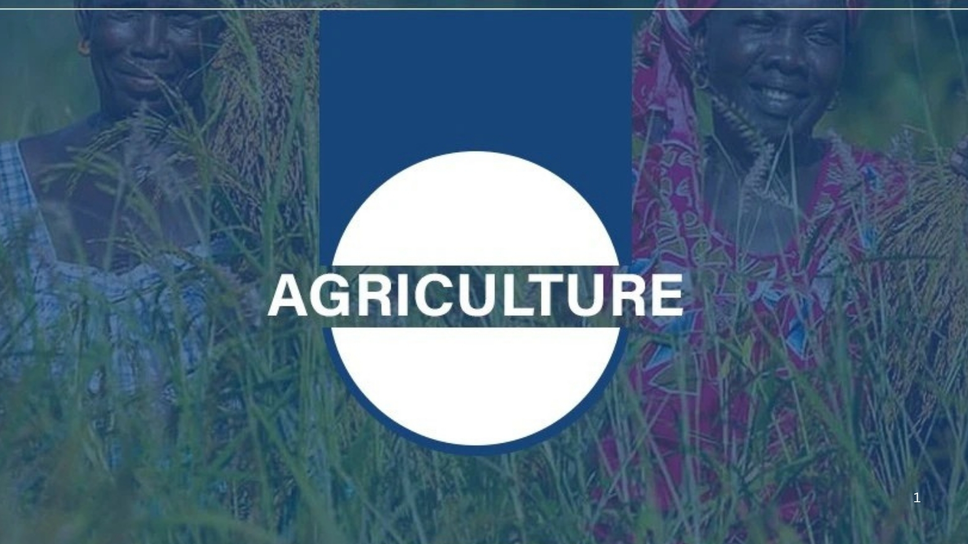 Kédougou : vigilance face aux attaques de chenilles légionnaires et appuis multiples aux producteurs