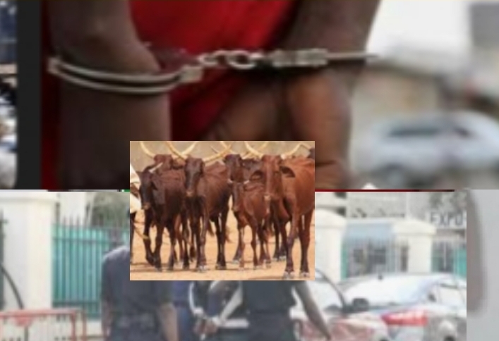 Une femme de 24 ans à la tête d’un redoutable gang de voleurs de bétail