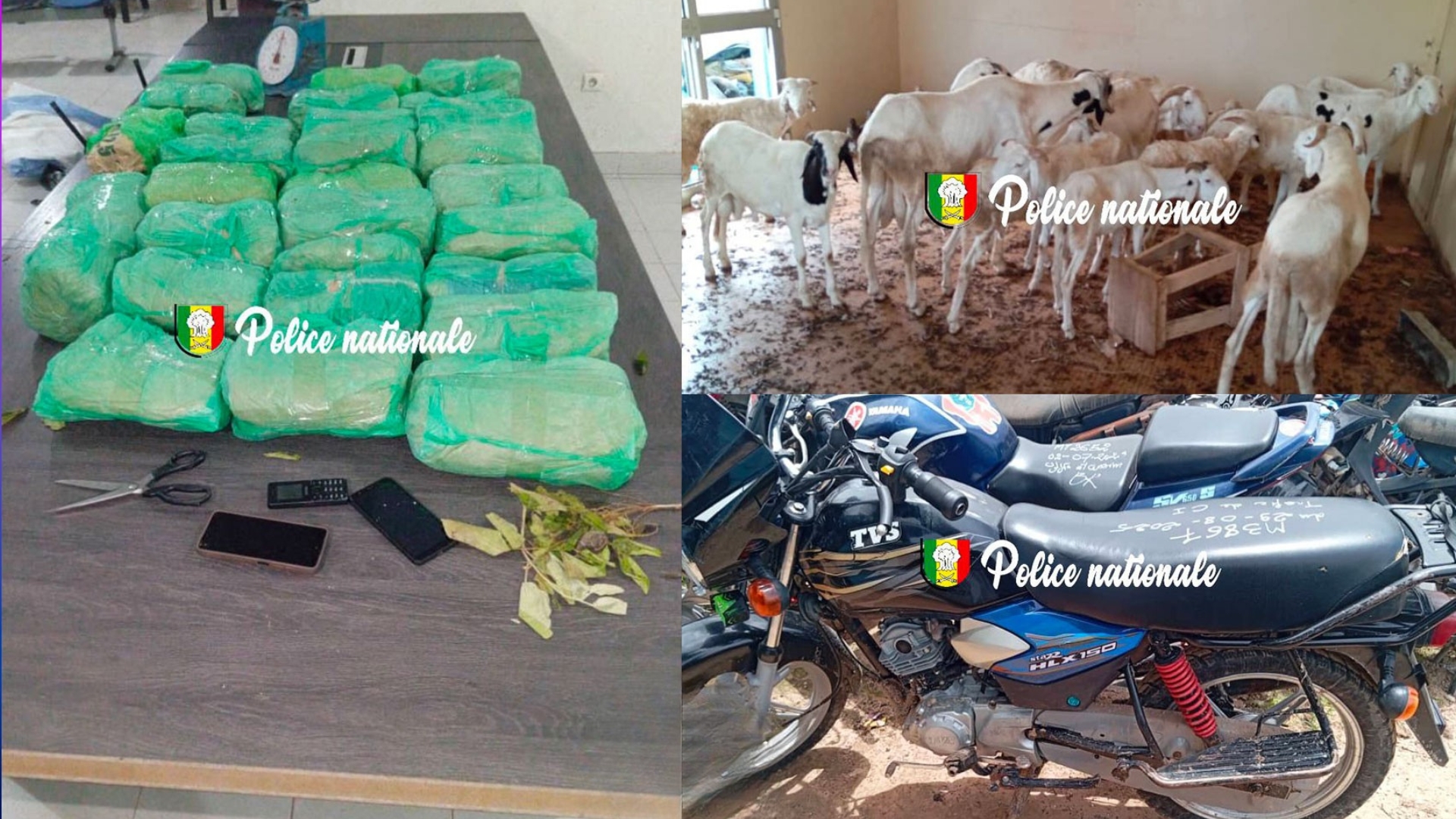 Thiaroye : saisie de 29 kg de chanvre indien et arrestation de quatre individus