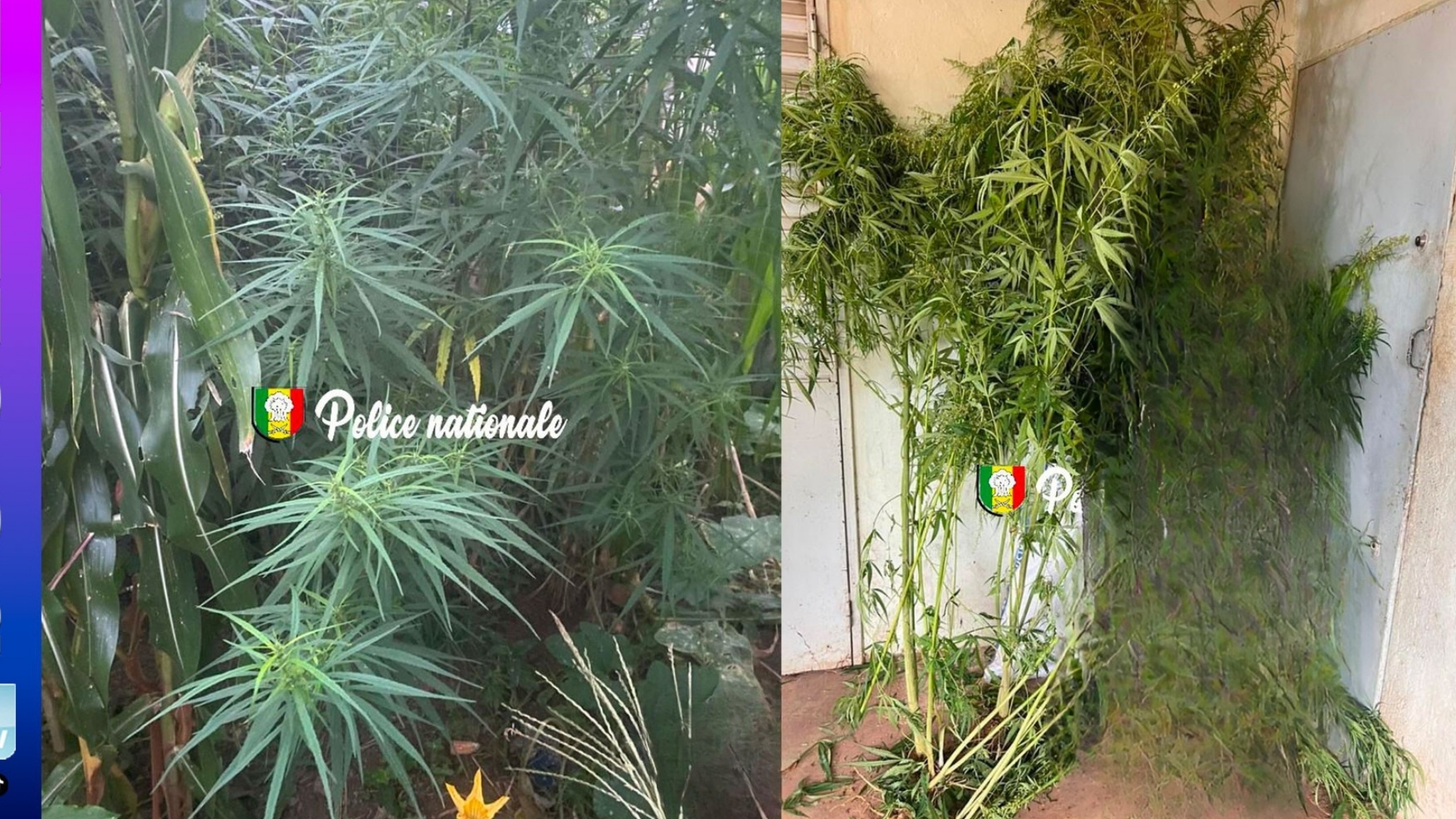 Kédougou : un homme arrêté pour culture de 30 plants de ch@nvre indien