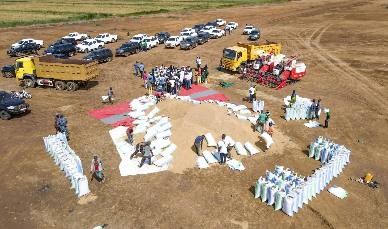 Riz : production record de 420.000 tonnes dans la vallée du fleuve Sénégal en 2025