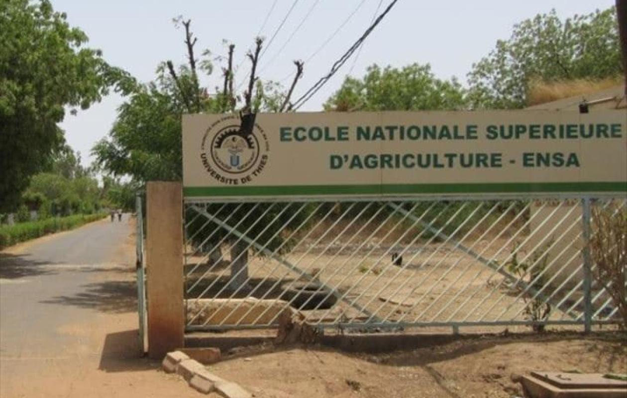 Thiès : nouvelle grève de 72h à l’ENSA, le SAES dénonce la paralysie de l’école