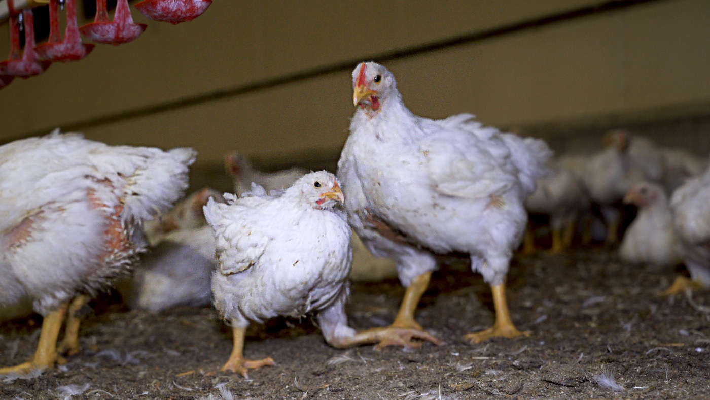 Kaffrine : saisie de 150 pièces de poulets impropres à la consommation