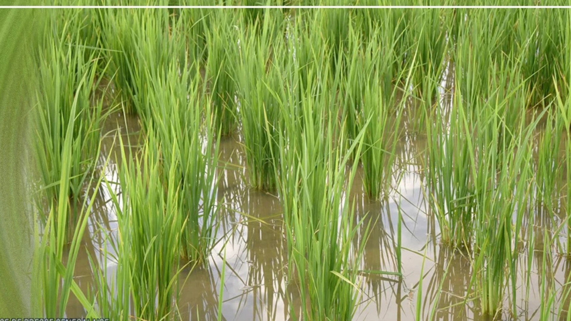 Matam : plus de 1 200 hectares de terres rizicoles submergés par les eaux du fleuve Sénégal