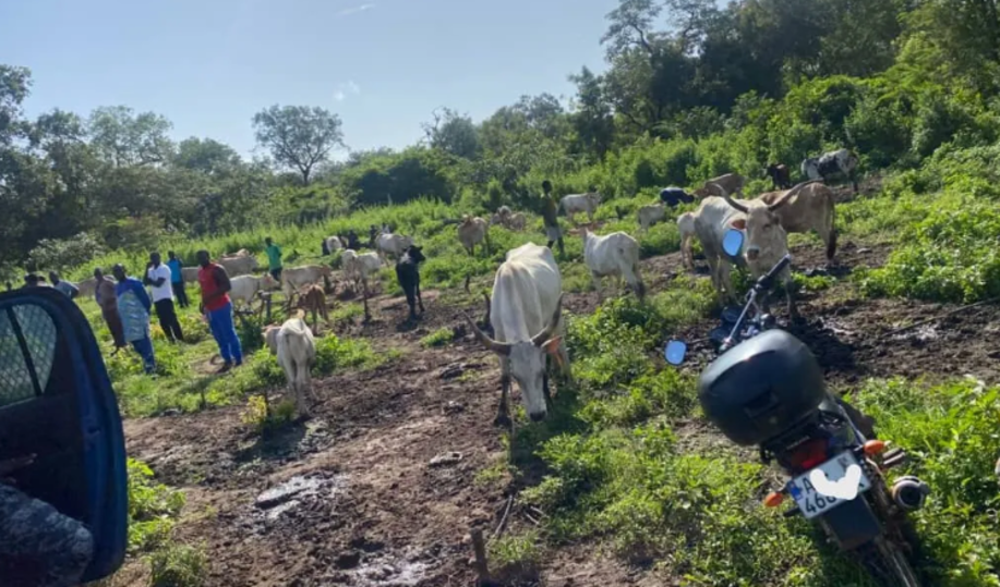 Sédhiou : mystère autour du meurtre d’un berger dans le village de Tognataba