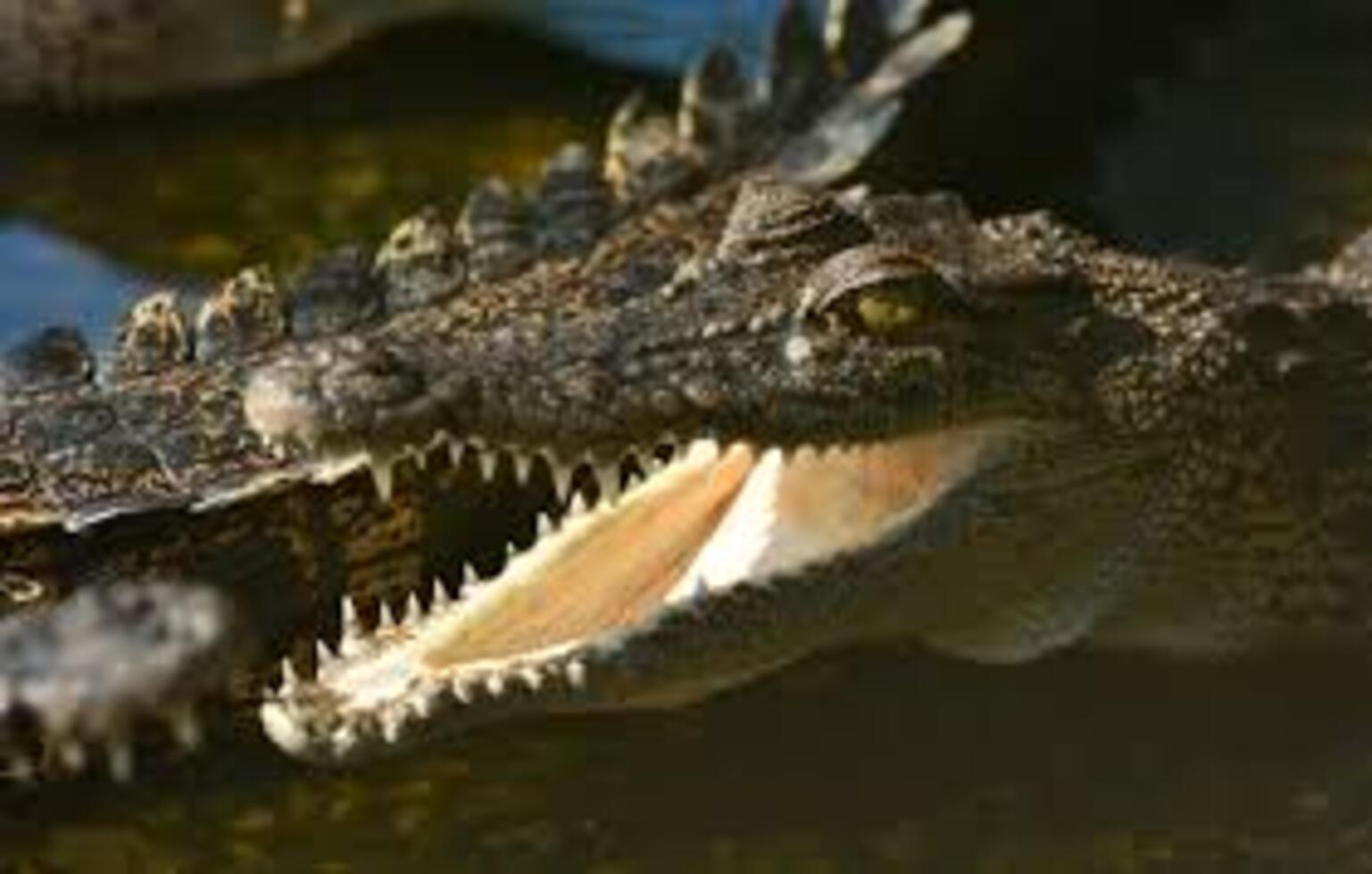 Surprise dans un hôtel de luxe australien : Un crocodile repéré au fond de la piscine