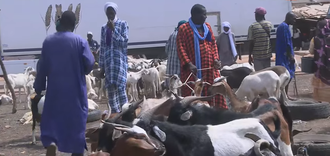 À Matam, les éleveurs toujours en attente des vaccins contre la fièvre de la Vallée du Rift À Matam, les éleveurs toujours en attente des vaccins contre la fièvre de la Vallée du Rift