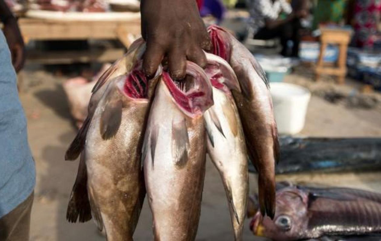 Tivaouane : les mareyeurs dénoncent la hausse des taxes de salubrité sur leurs activités Tivaouane : les mareyeurs dénoncent la hausse des taxes de salubrité sur leurs activités