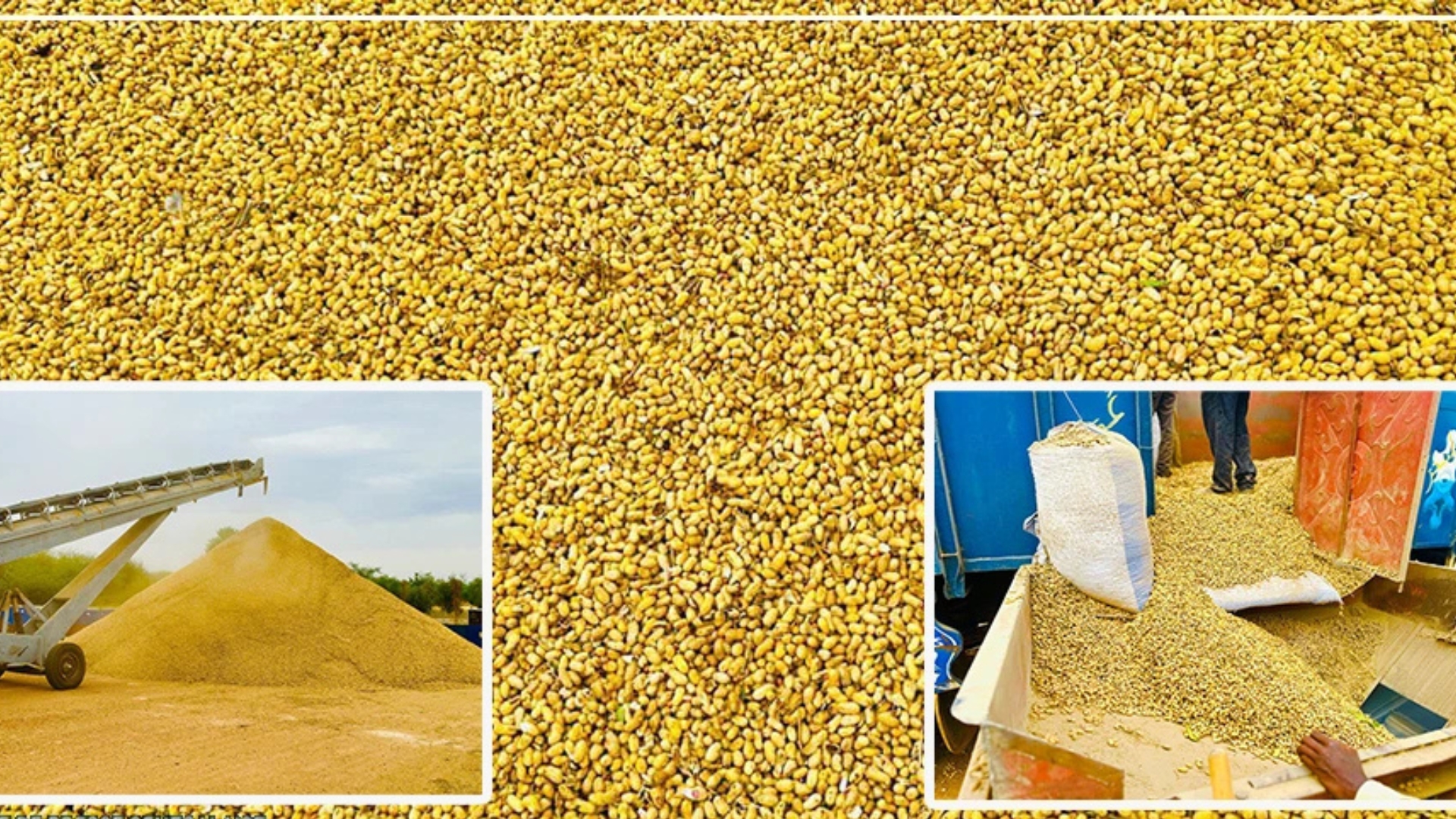 Les producteurs de Diourbel misent sur une récolte record et réclament une revalorisation du prix de l’arachide Les producteurs de Diourbel misent sur une récolte record et réclament une revalorisation du prix de l’arachide