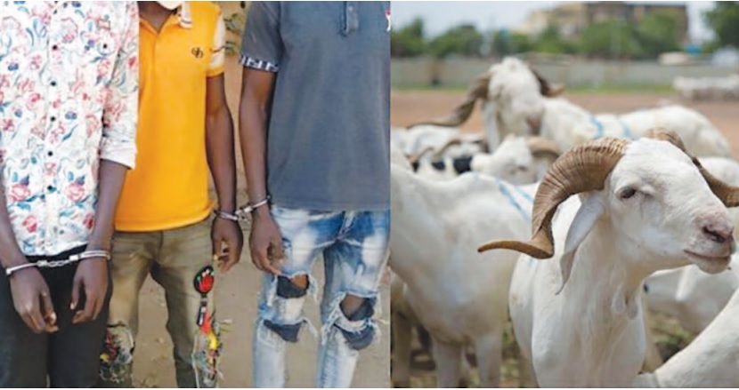 Sédhiou : démantèlement d’un réseau impliqué dans des pratiques illégales sur le bétail