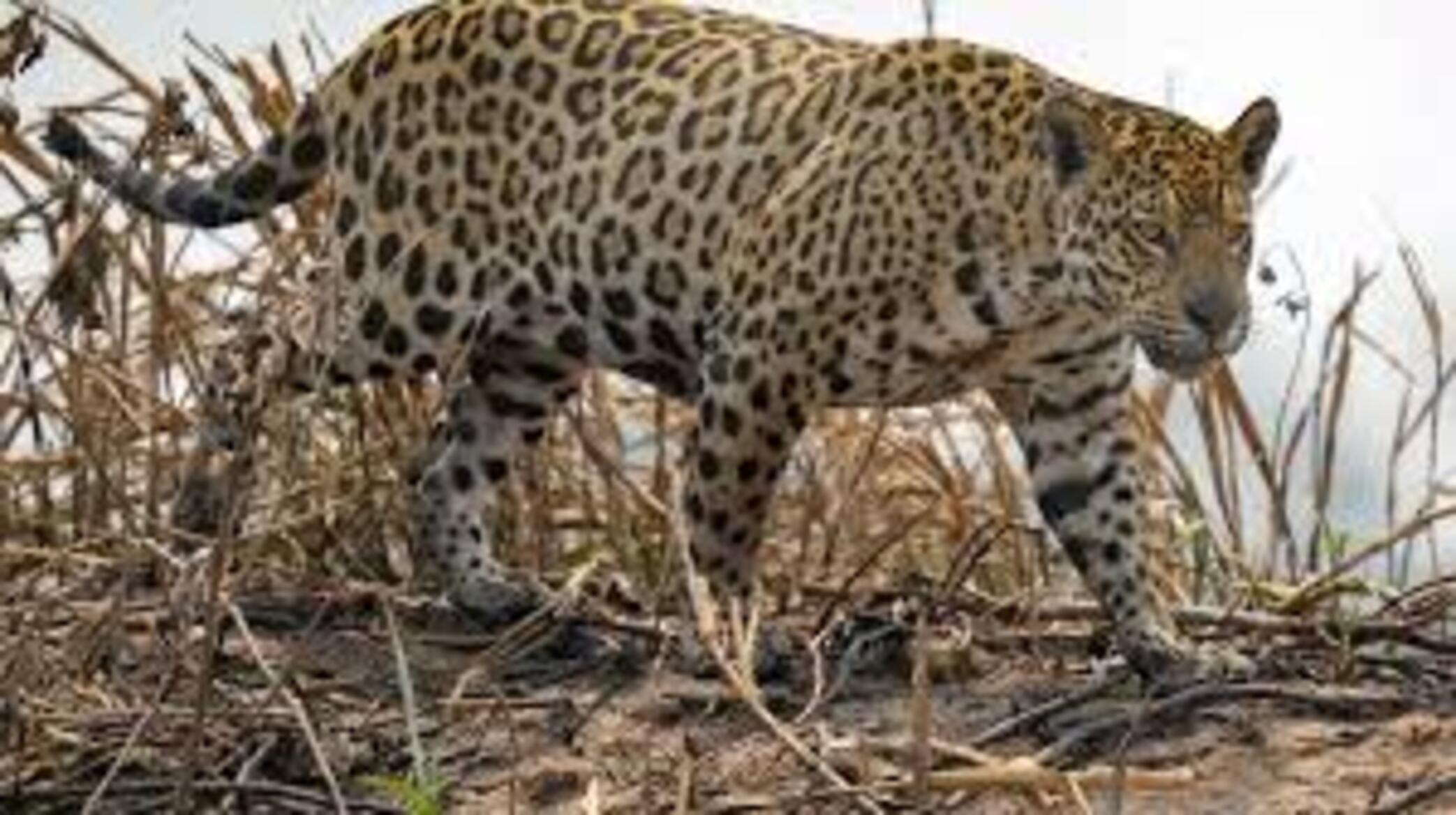 L'Argentine à la recherche d'un jaguar disparu trois semaines après avoir été remis en liberté