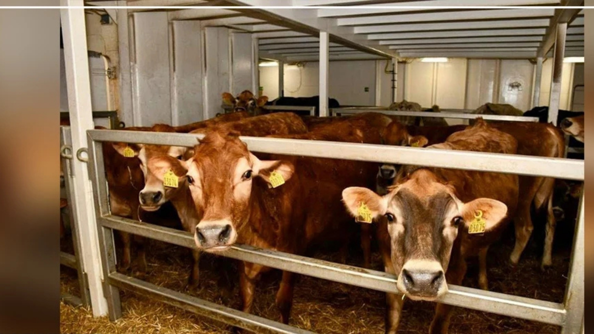 Arrivée de 1 050 bovins améliorés du Brésil pour renforcer l’élevage au Sénégal