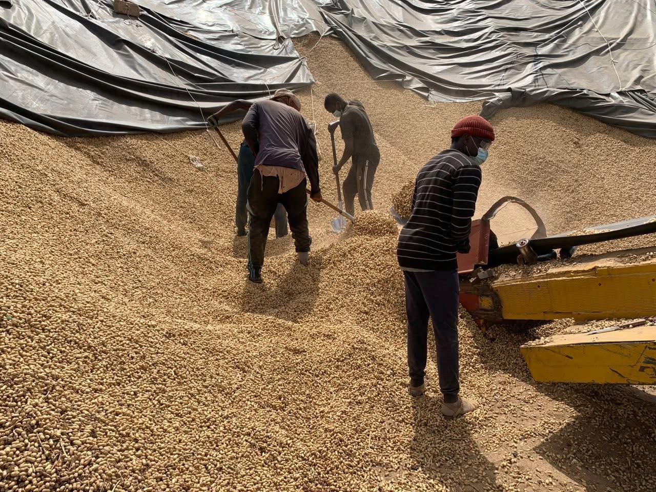 Arachide : un accord entre l’État et les exportateurs pour relancer la commercialisation