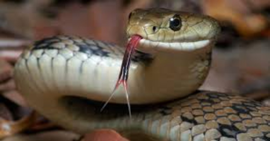 Bignona : Une élève meurt après la morsure d’un serpent à Badiouré Bignona : Une élève meurt après la morsure d’un serpent à Badiouré