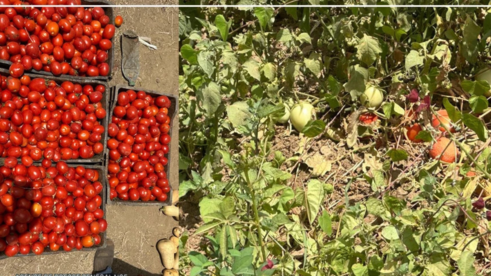 Filière tomate industrielle : plus de 80 000 tonnes attendues cette année au Sénégal